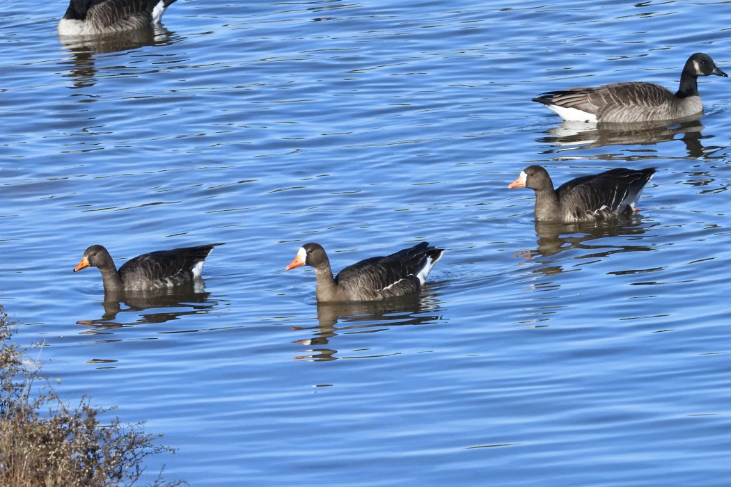 Greater White-fronted Goose - ML646339910