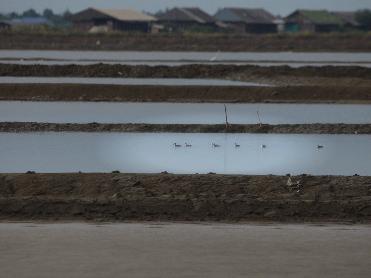 Плавунець круглодзьобий - ML646339912