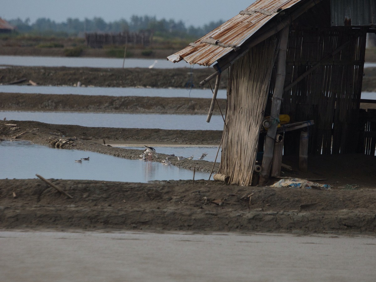 Плавунець круглодзьобий - ML646339913