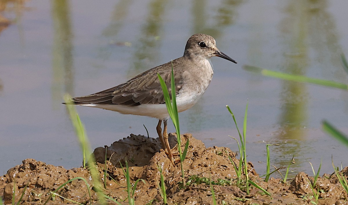 Gambecchio nano - ML646339914