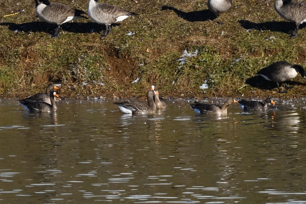Greater White-fronted Goose - ML646339915