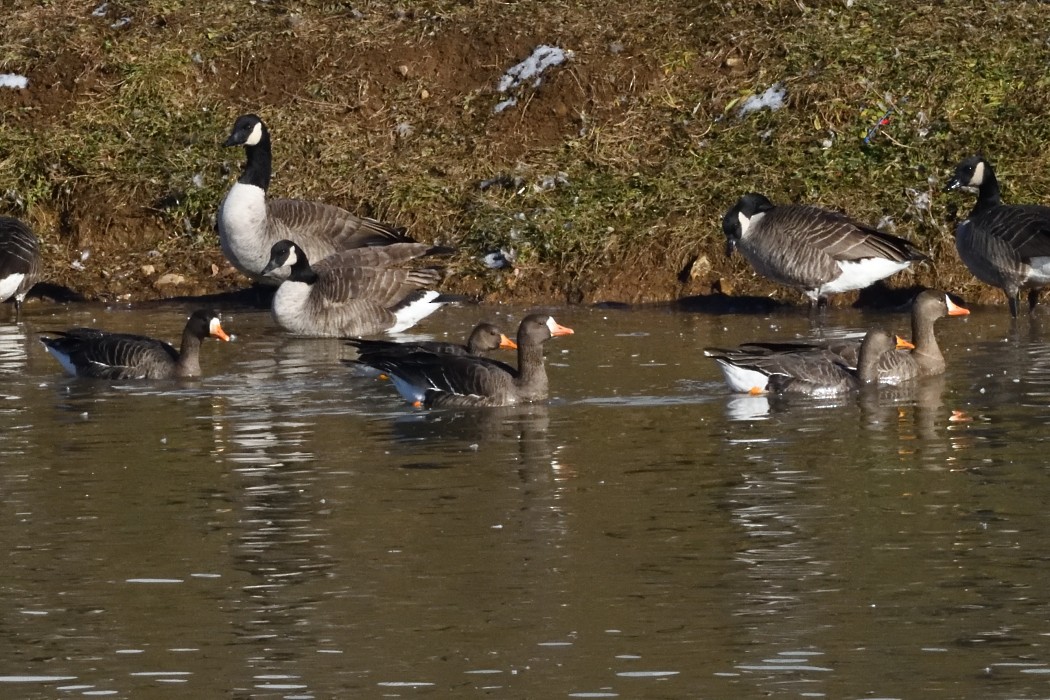 Greater White-fronted Goose - ML646339916