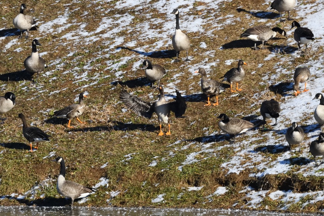 Greater White-fronted Goose - ML646339917