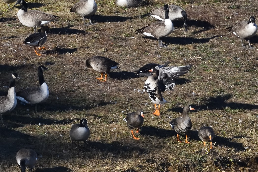 Greater White-fronted Goose - ML646339918
