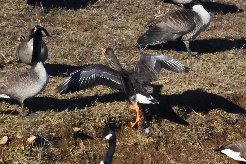 Greater White-fronted Goose - ML646339920
