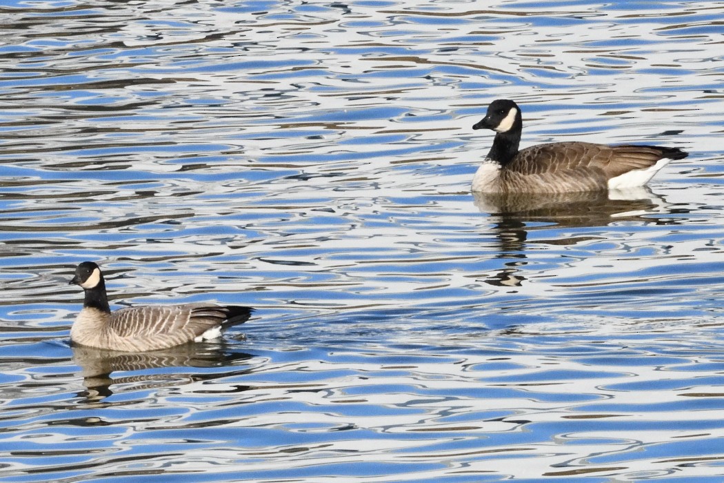 Cackling Goose - ML646339933