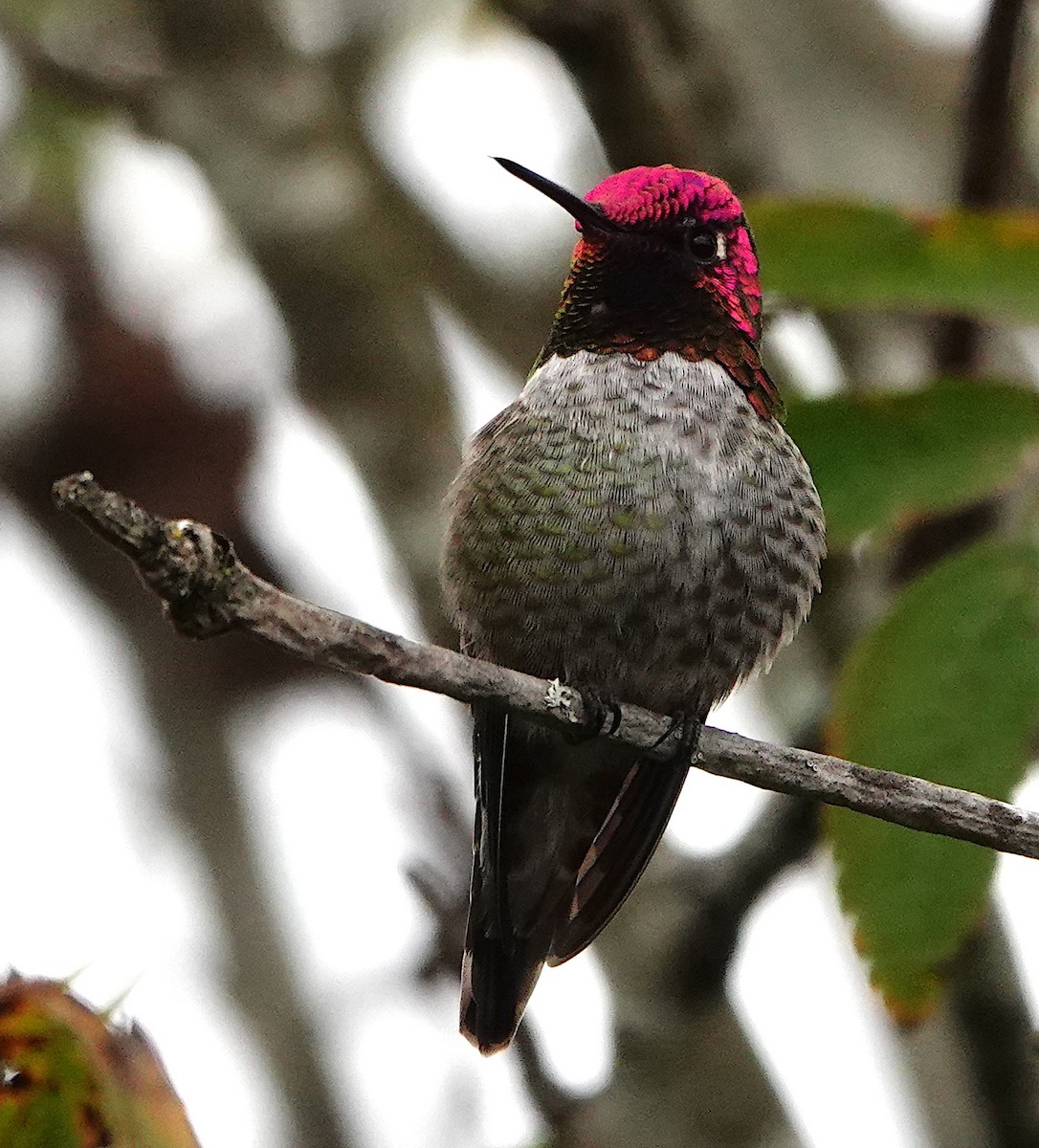 Anna's Hummingbird - ML646339934