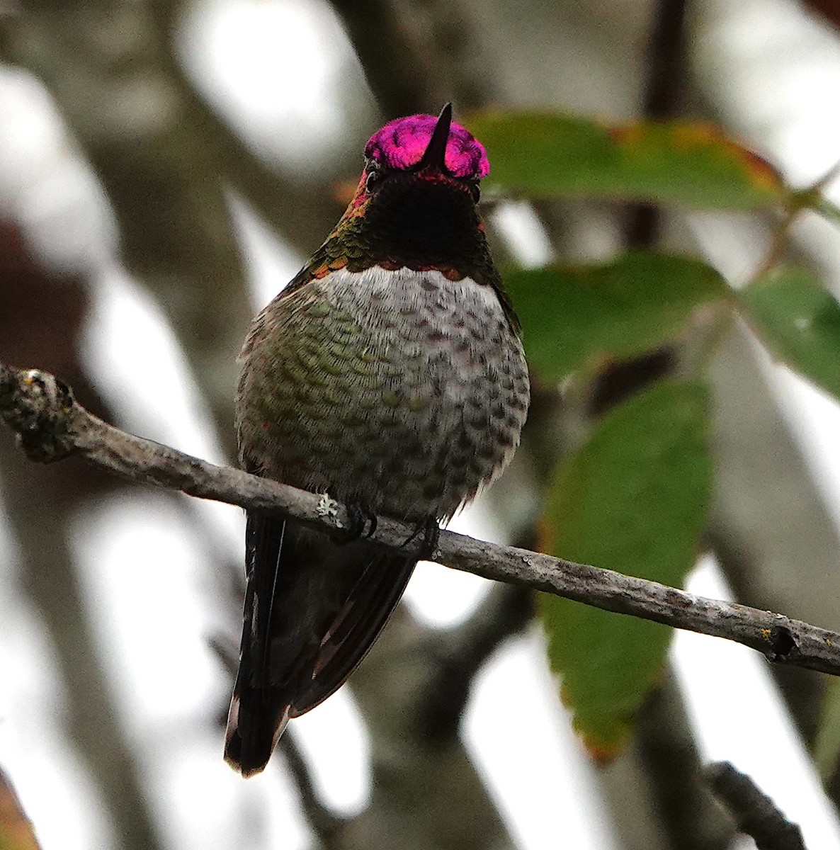 Anna's Hummingbird - ML646339935