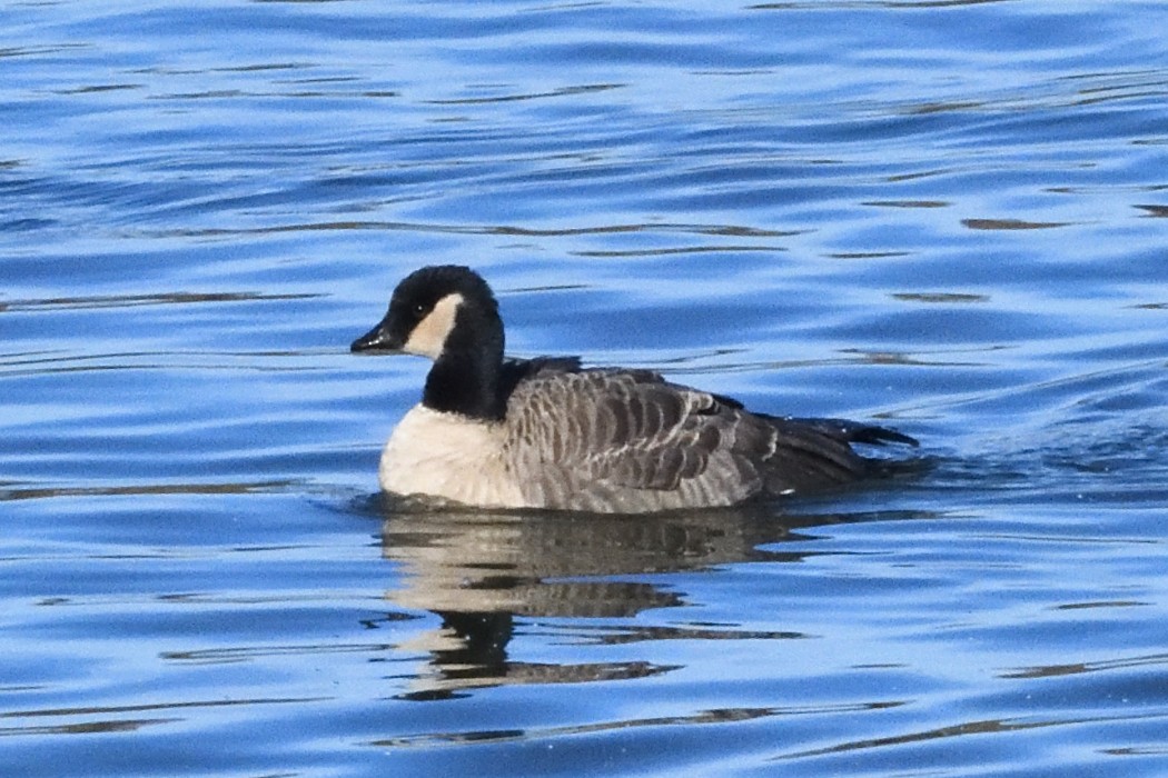Cackling Goose - ML646339936