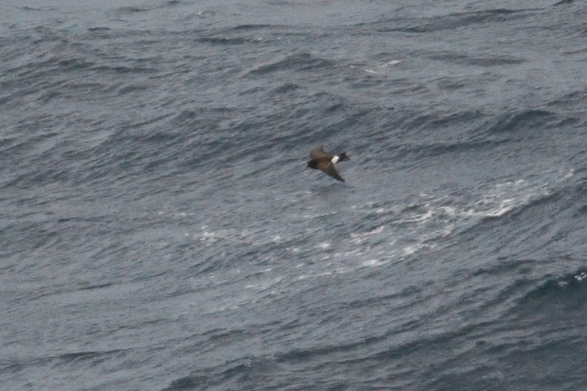 Océanite à ventre noir - ML646339937