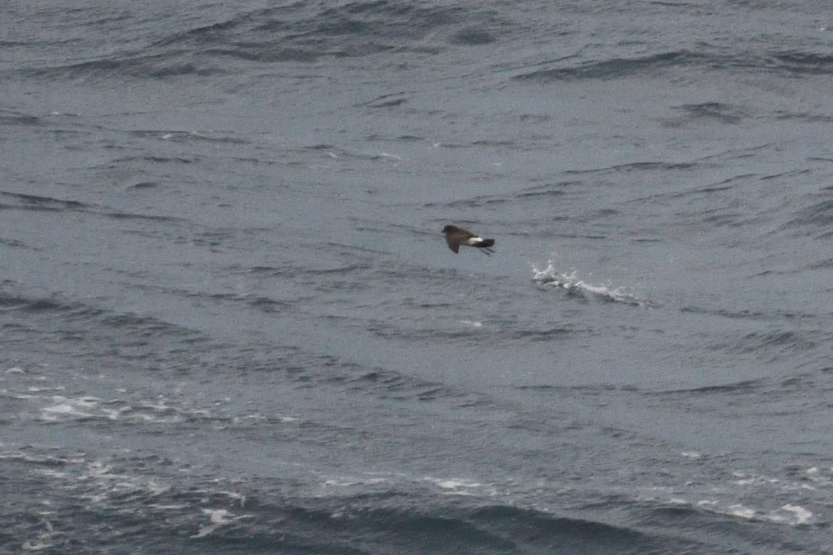 Océanite à ventre noir - ML646339938