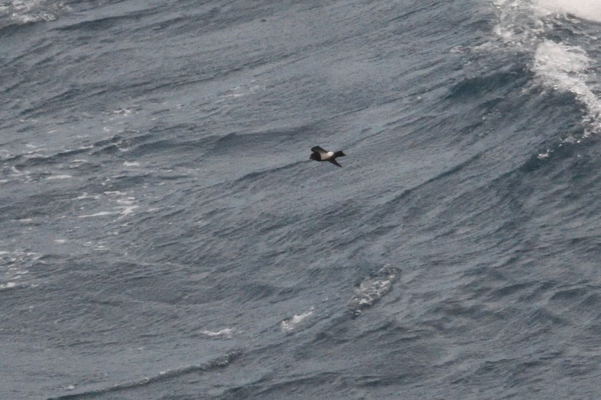 Océanite à ventre noir - ML646339939