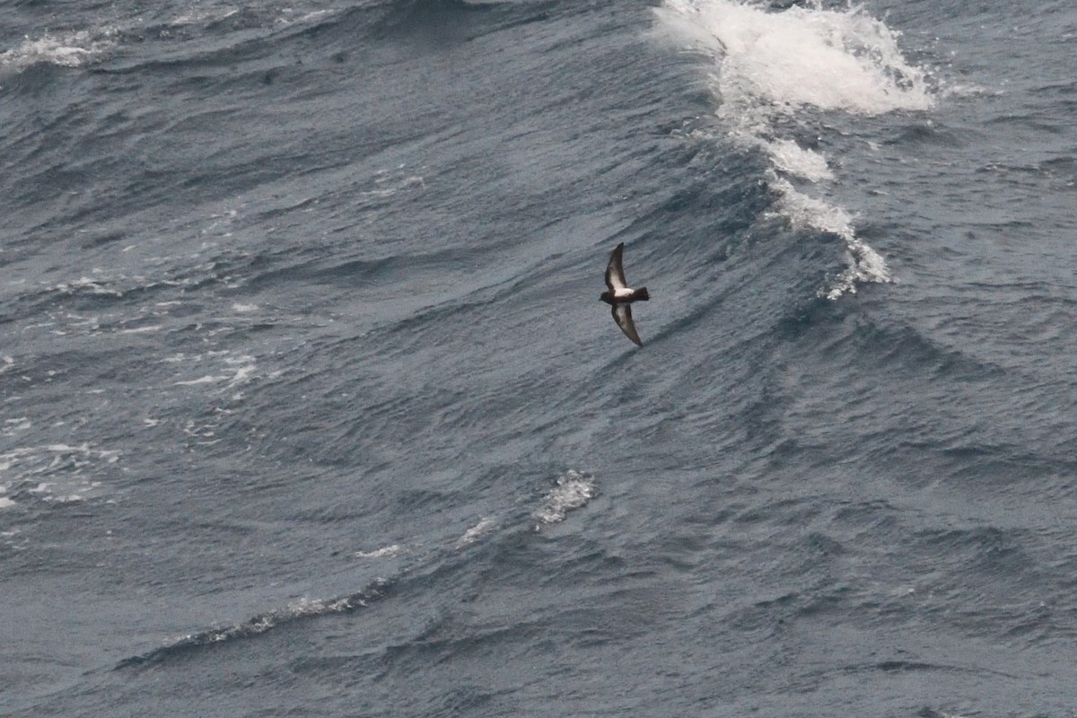 Océanite à ventre noir - ML646339940