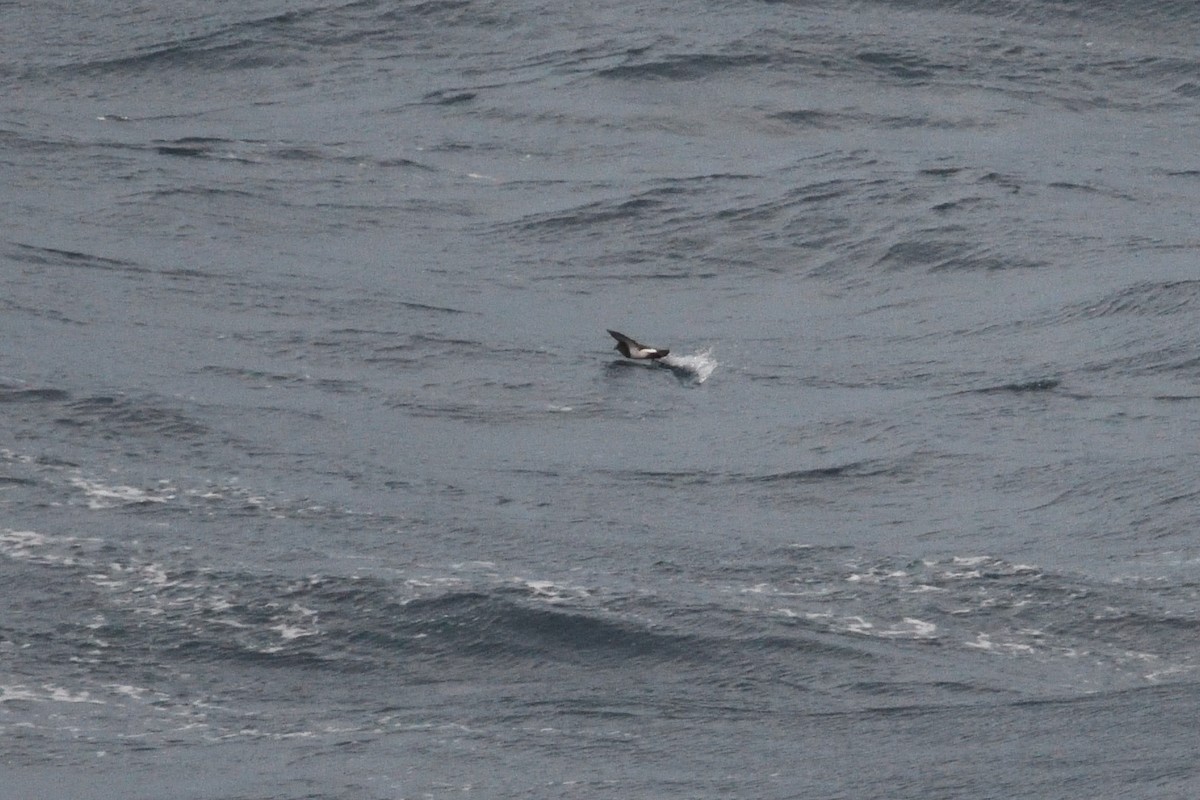 Océanite à ventre noir - ML646339941