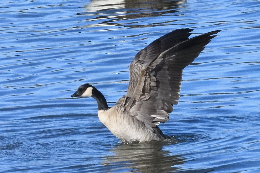 Cackling Goose - ML646339942