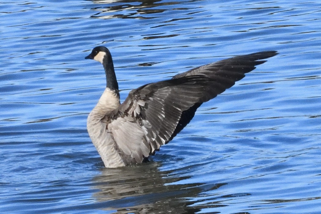 Cackling Goose - ML646339943