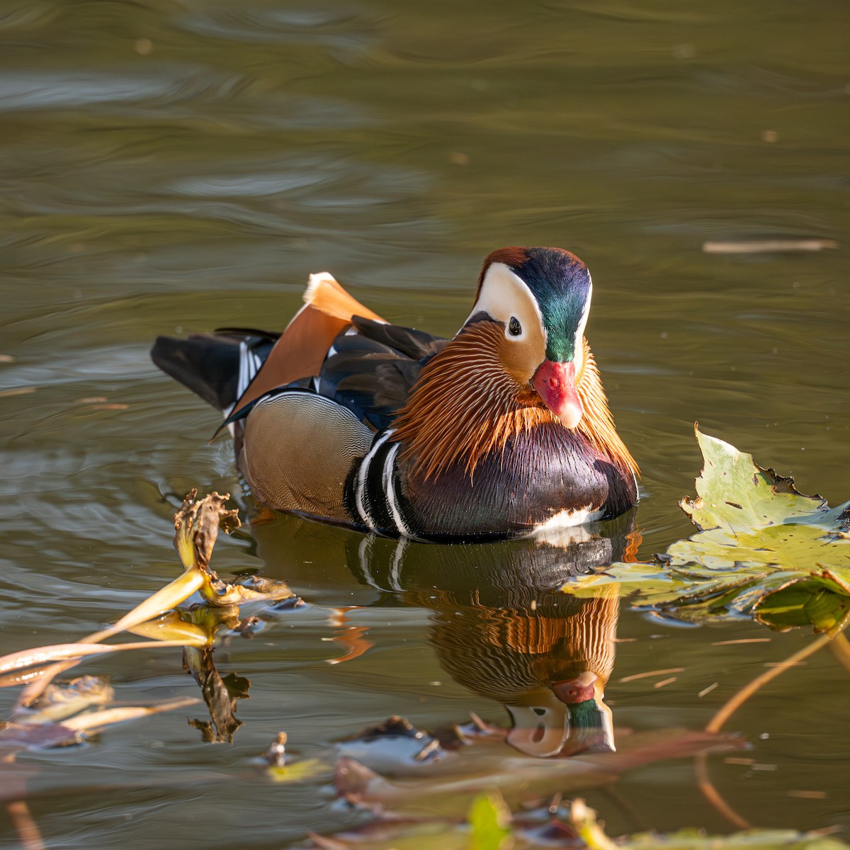 Mandarin Duck - ML646339948
