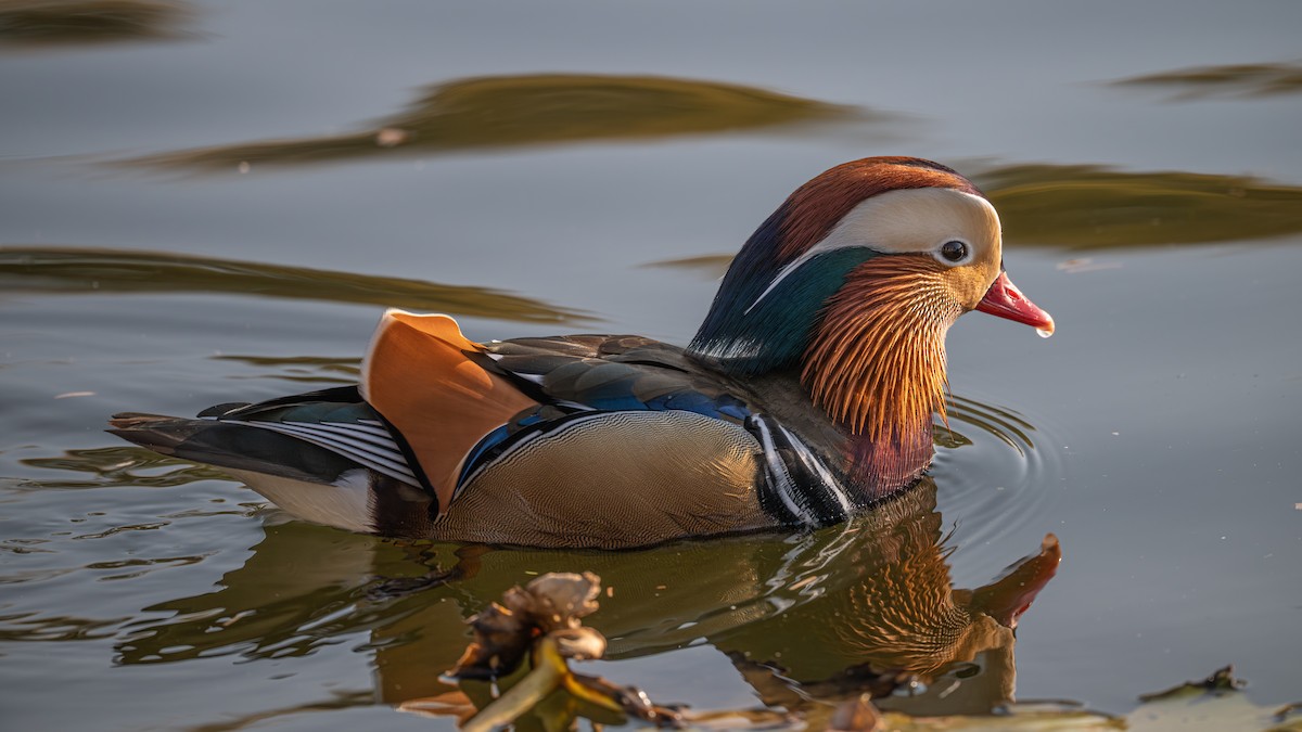 Mandarin Duck - ML646339949