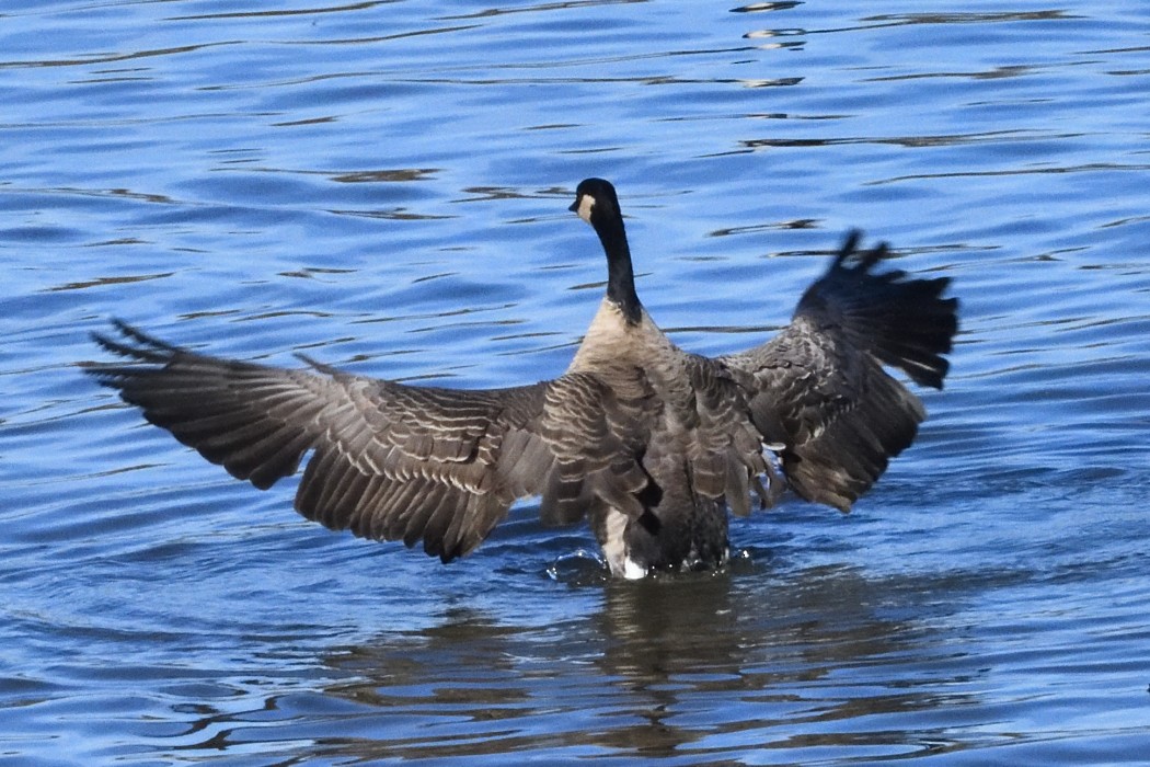 Cackling Goose - ML646339950