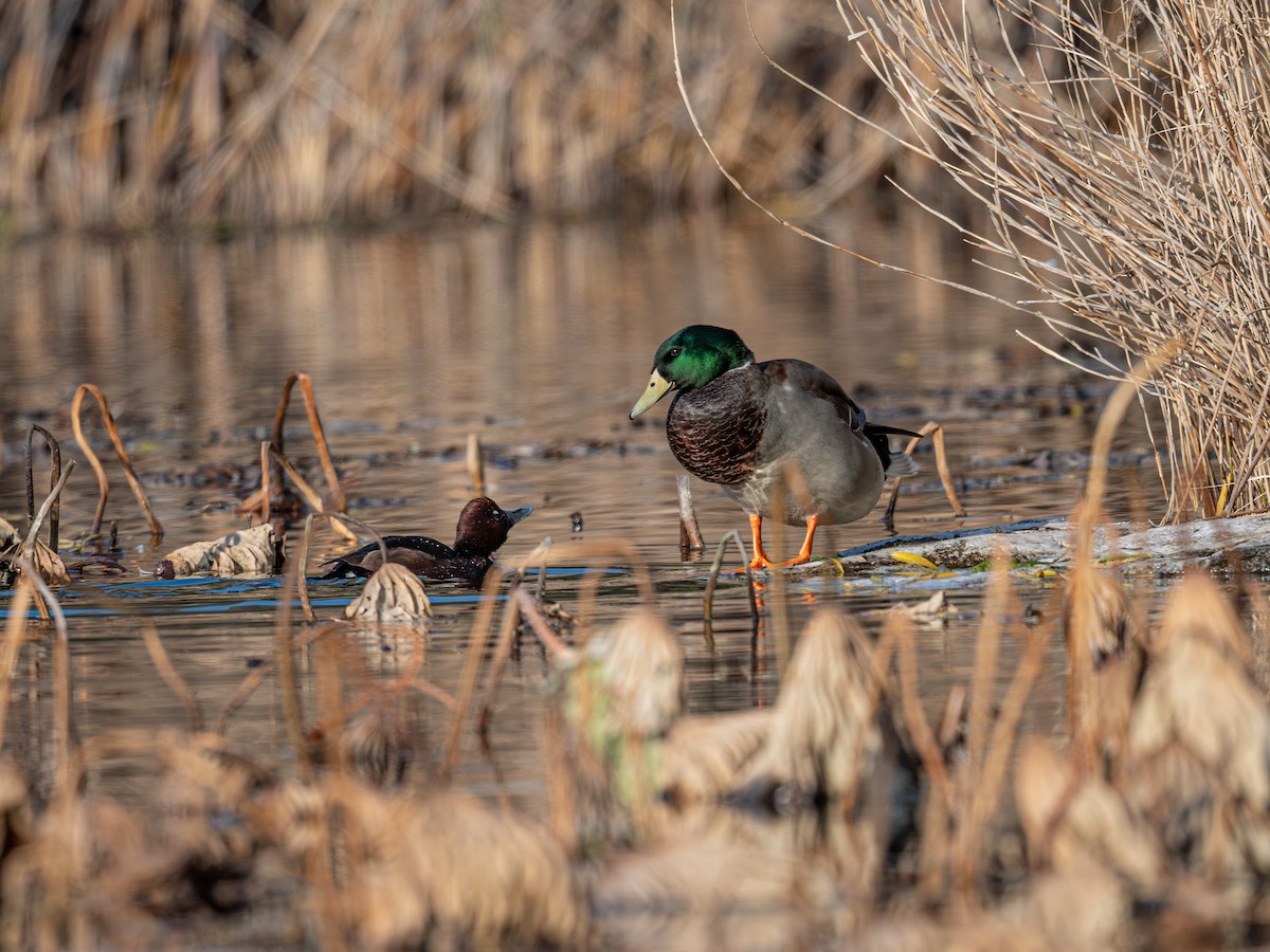 Mallard - ML646339957