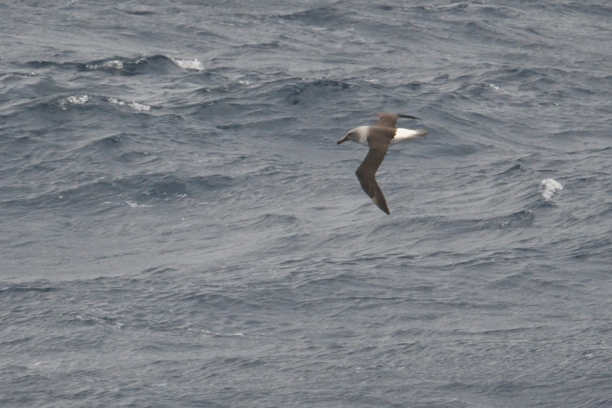 Boz Başlı Albatros - ML646339959