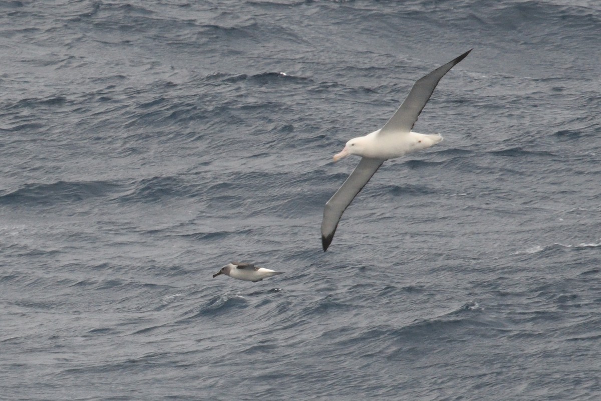 Boz Başlı Albatros - ML646339960