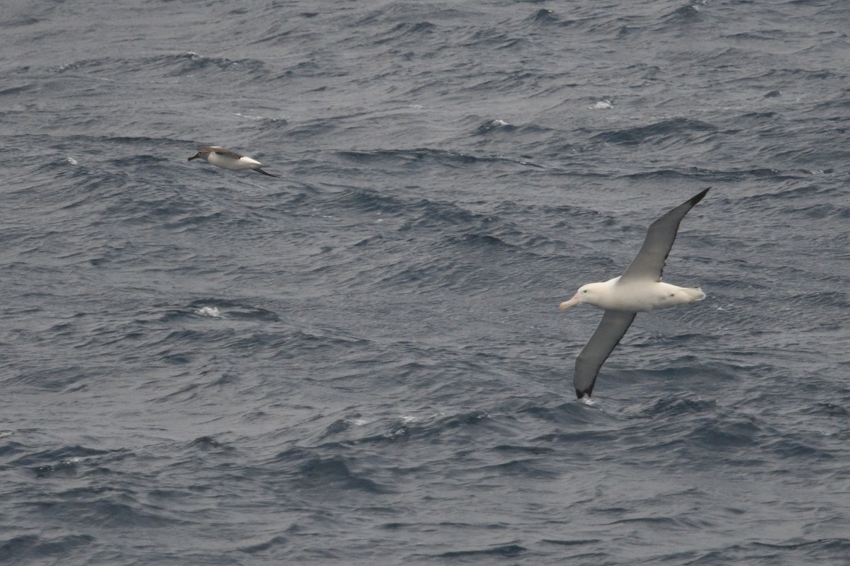 Boz Başlı Albatros - ML646339961