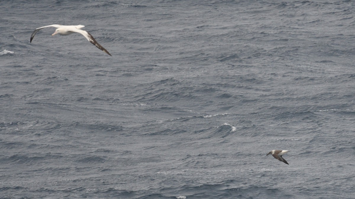 Boz Başlı Albatros - ML646339962