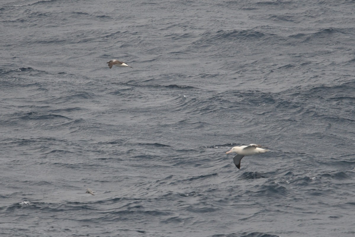 Boz Başlı Albatros - ML646339963