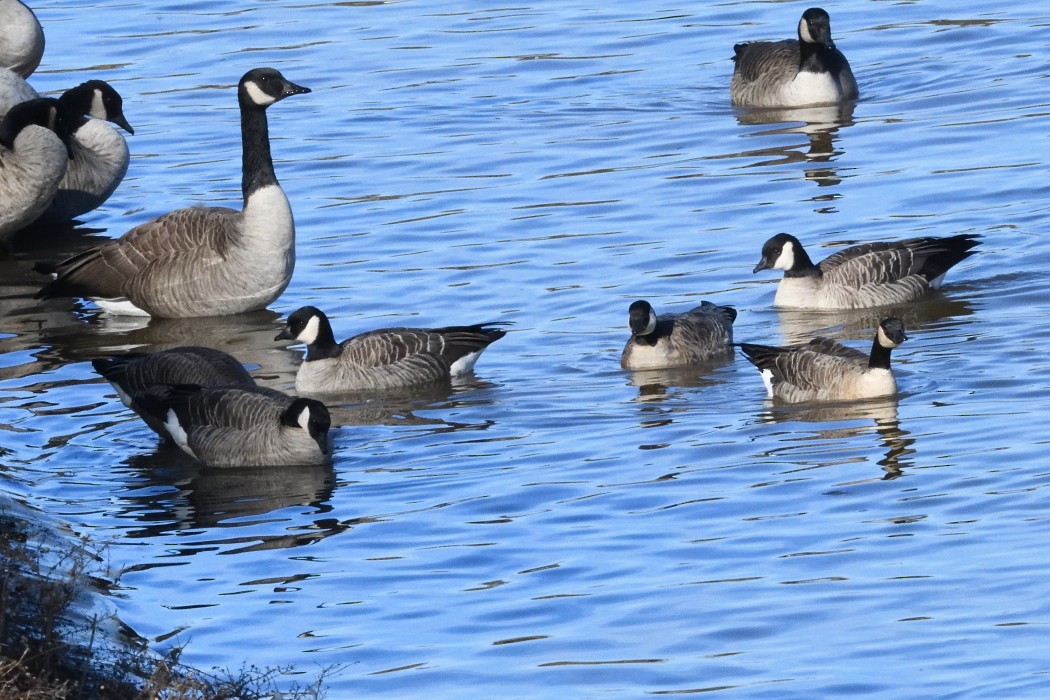 Cackling Goose - ML646339964