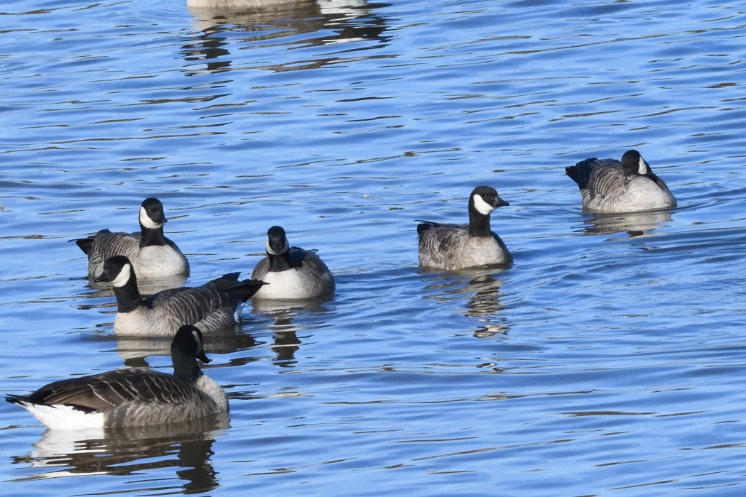 Cackling Goose - ML646339965