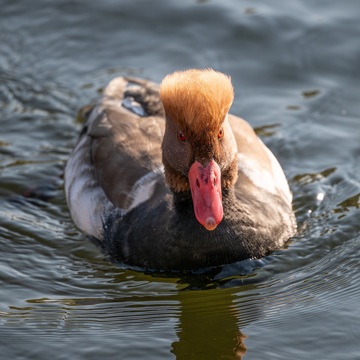 Red-crested Pochard - ML646339966