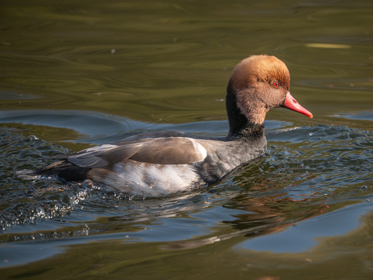 Red-crested Pochard - ML646339967