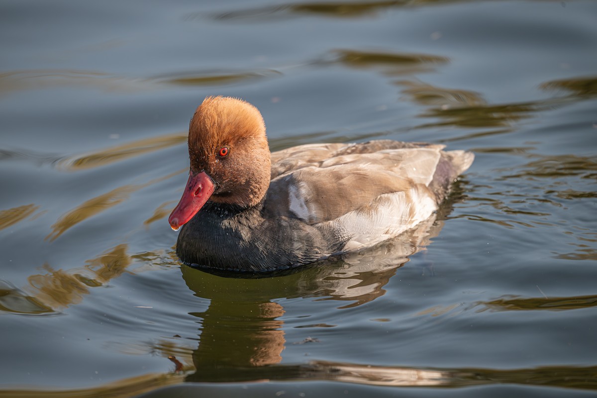 Red-crested Pochard - ML646339968