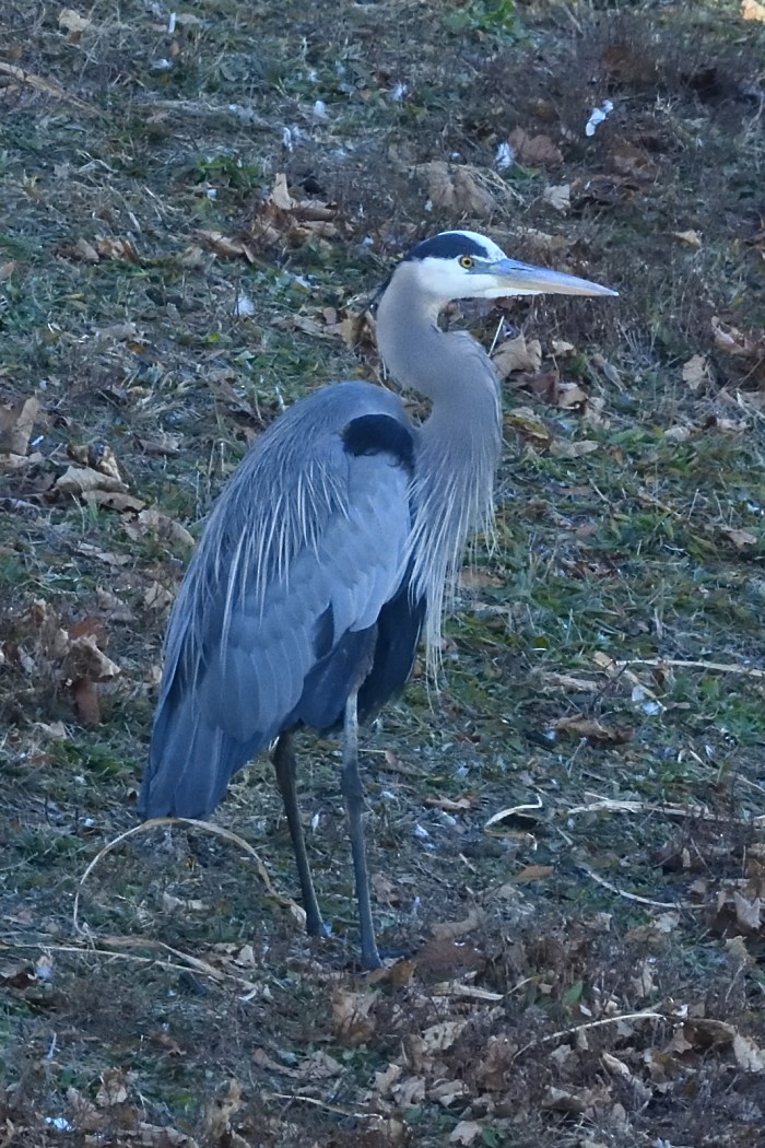 Great Blue Heron - ML646339969