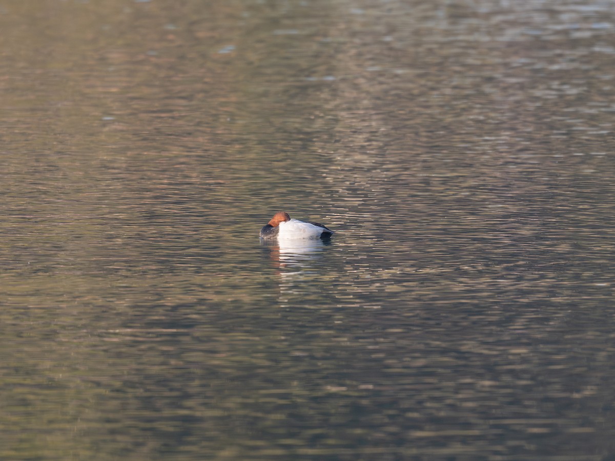 Common Pochard - ML646339972