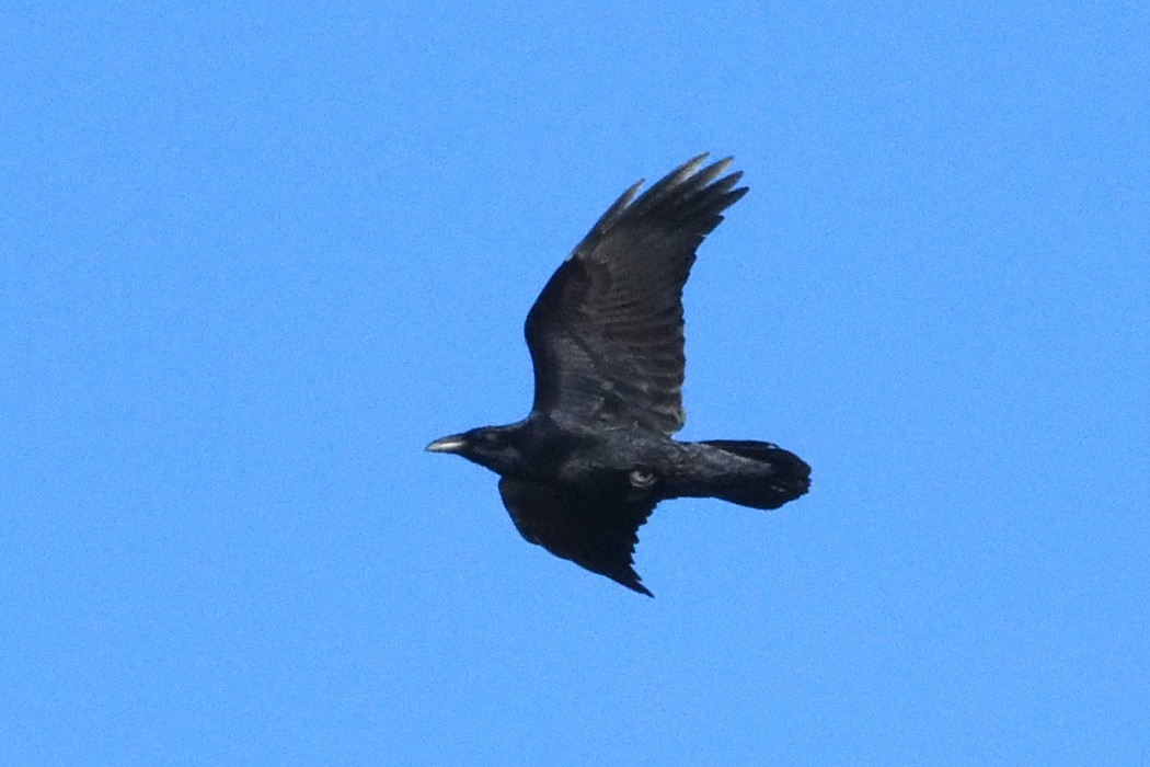 Common Raven - ML646339973