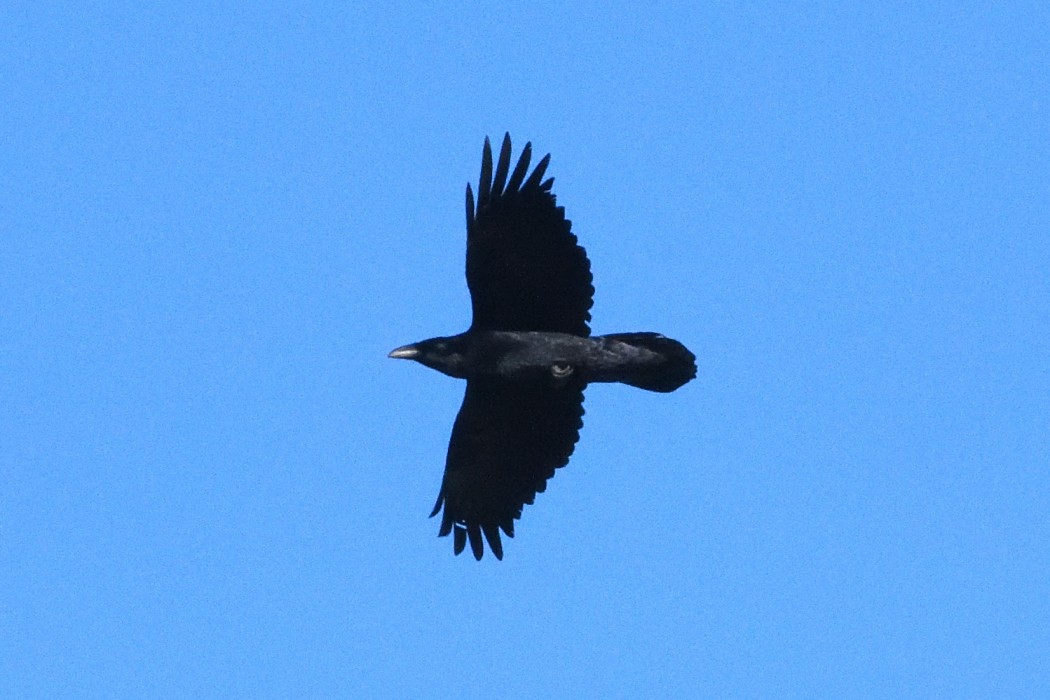 Common Raven - ML646339975