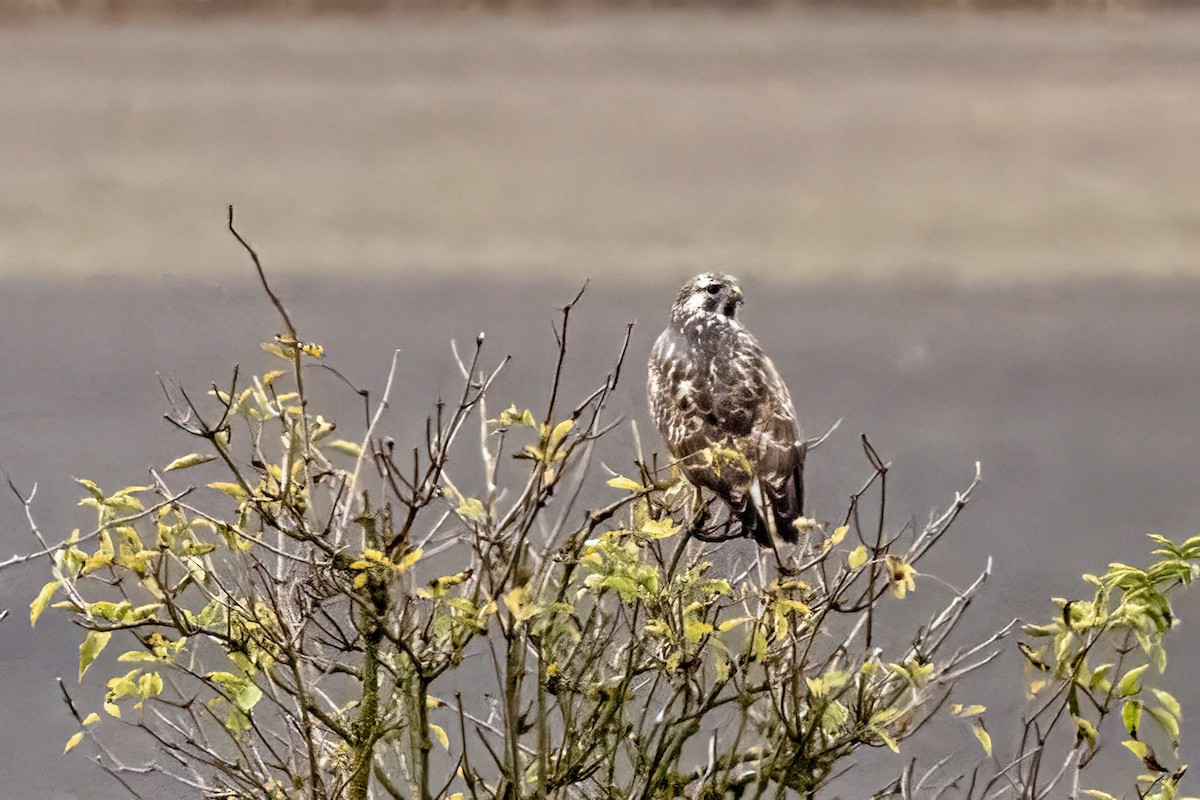 Buse variable - ML646339981