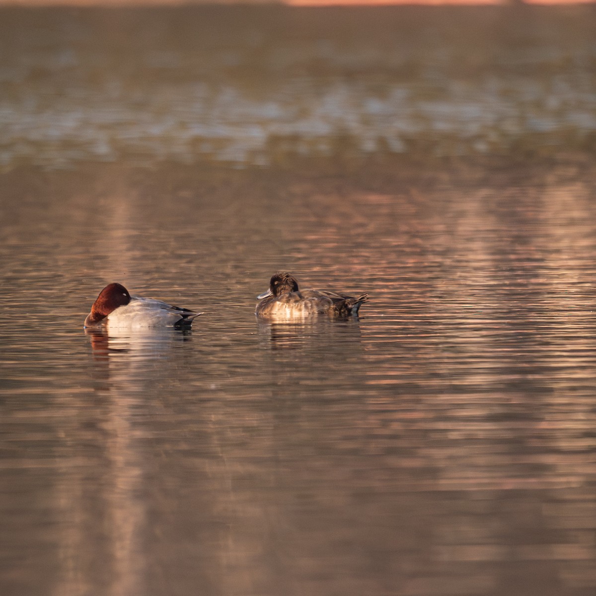 Tufted Duck - ML646339986