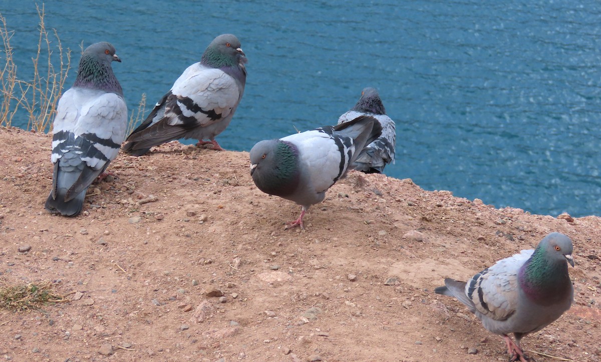 holub skalní (domácí) - ML646339990