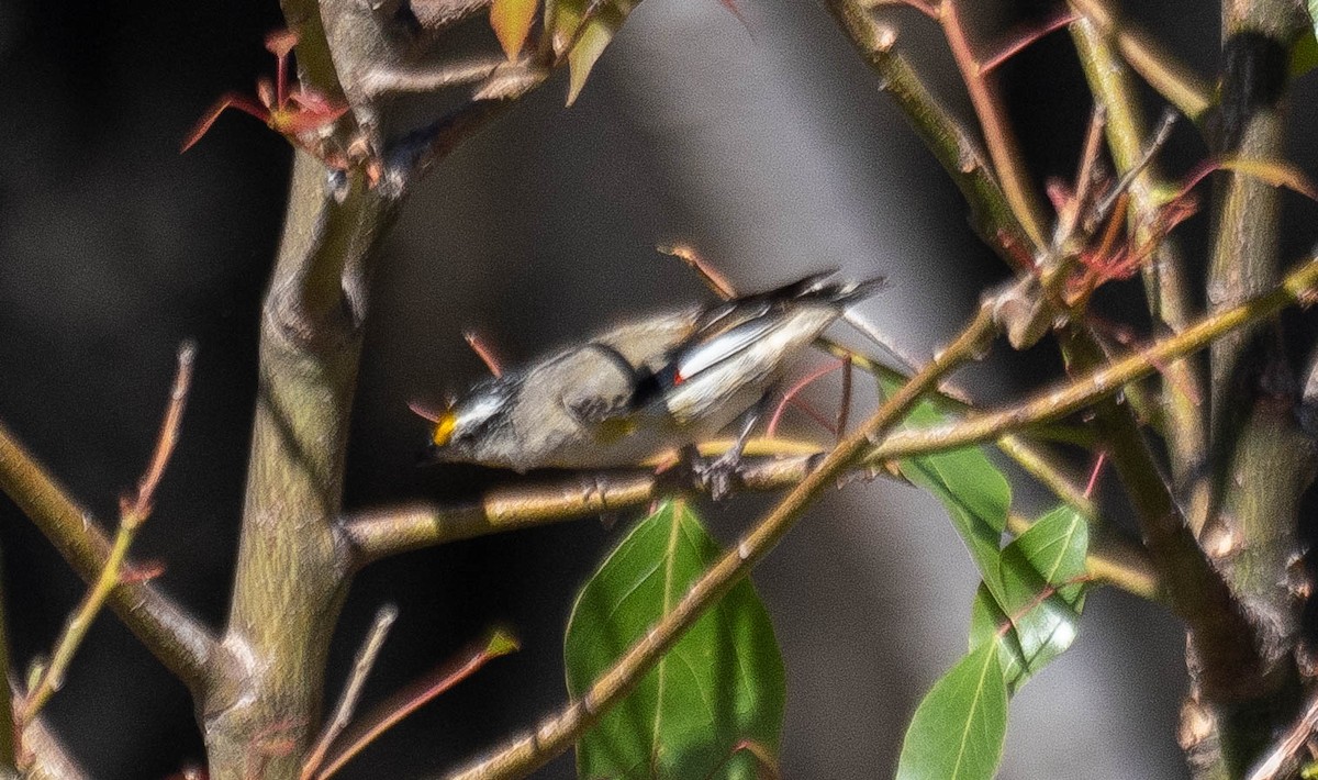 Striated Pardalote (Eastern) - ML646339992