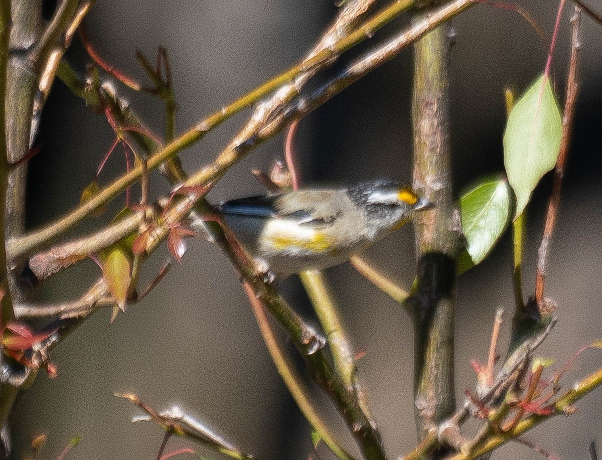 Striated Pardalote (Eastern) - ML646339993