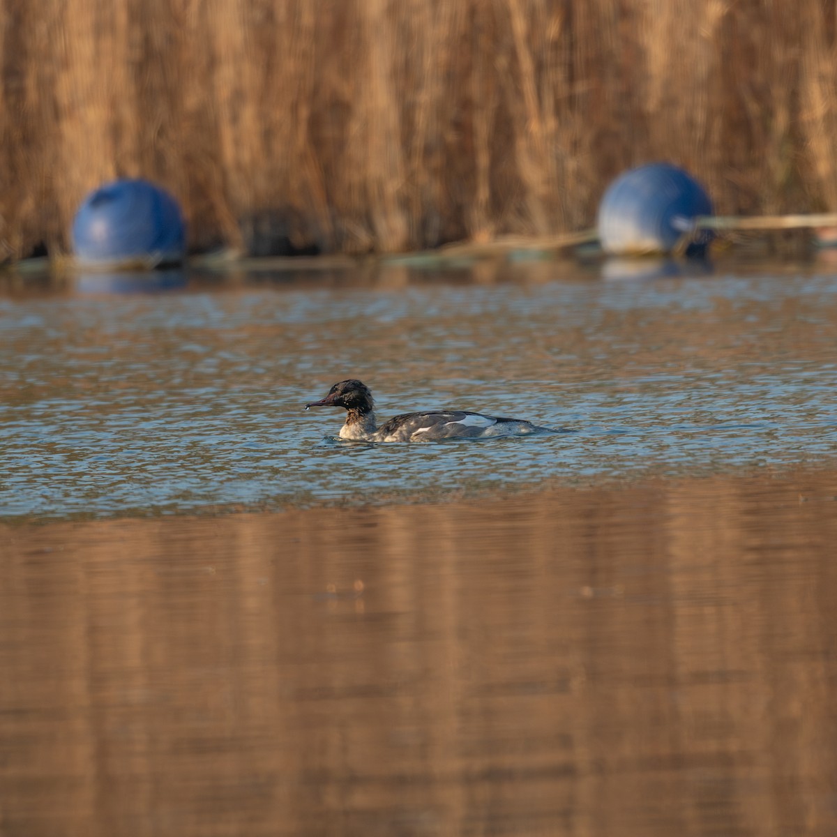 Common Merganser - ML646339995