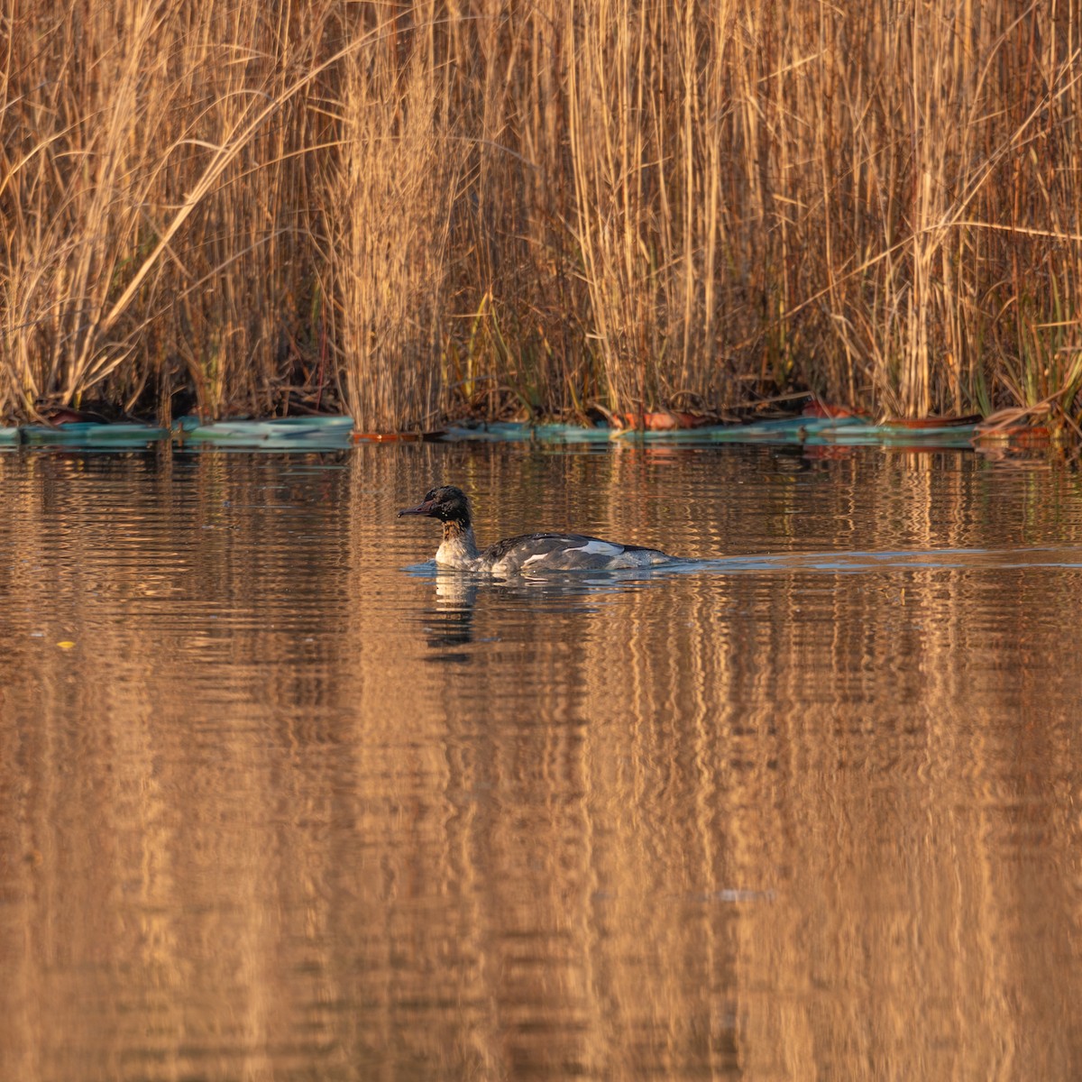 Common Merganser - ML646339996