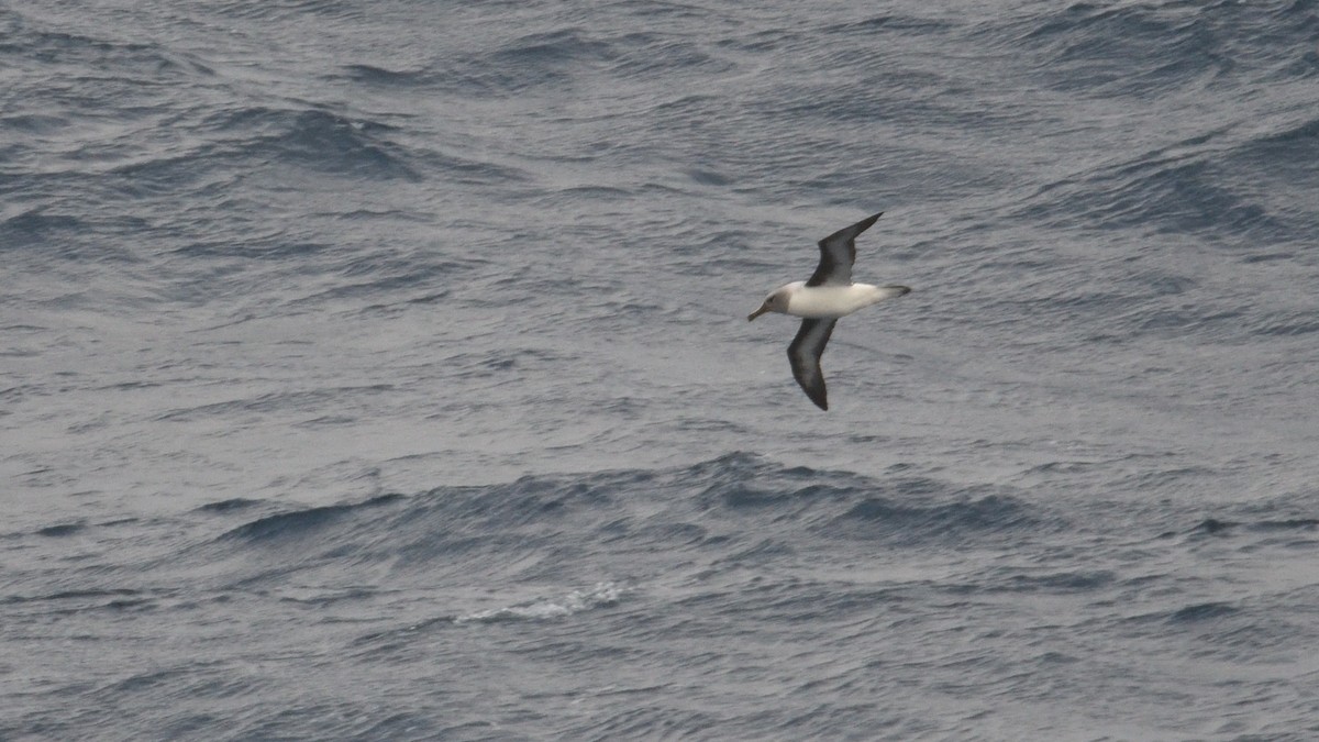 Boz Başlı Albatros - ML646339997