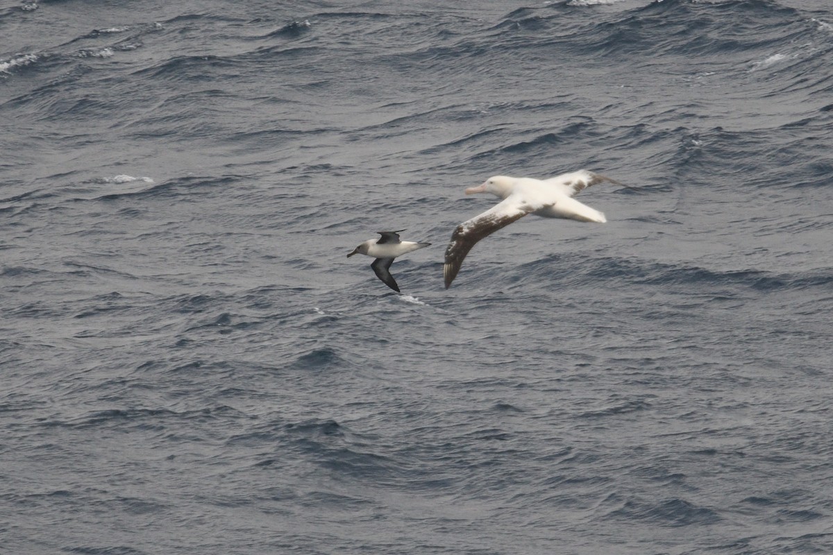 Boz Başlı Albatros - ML646339998