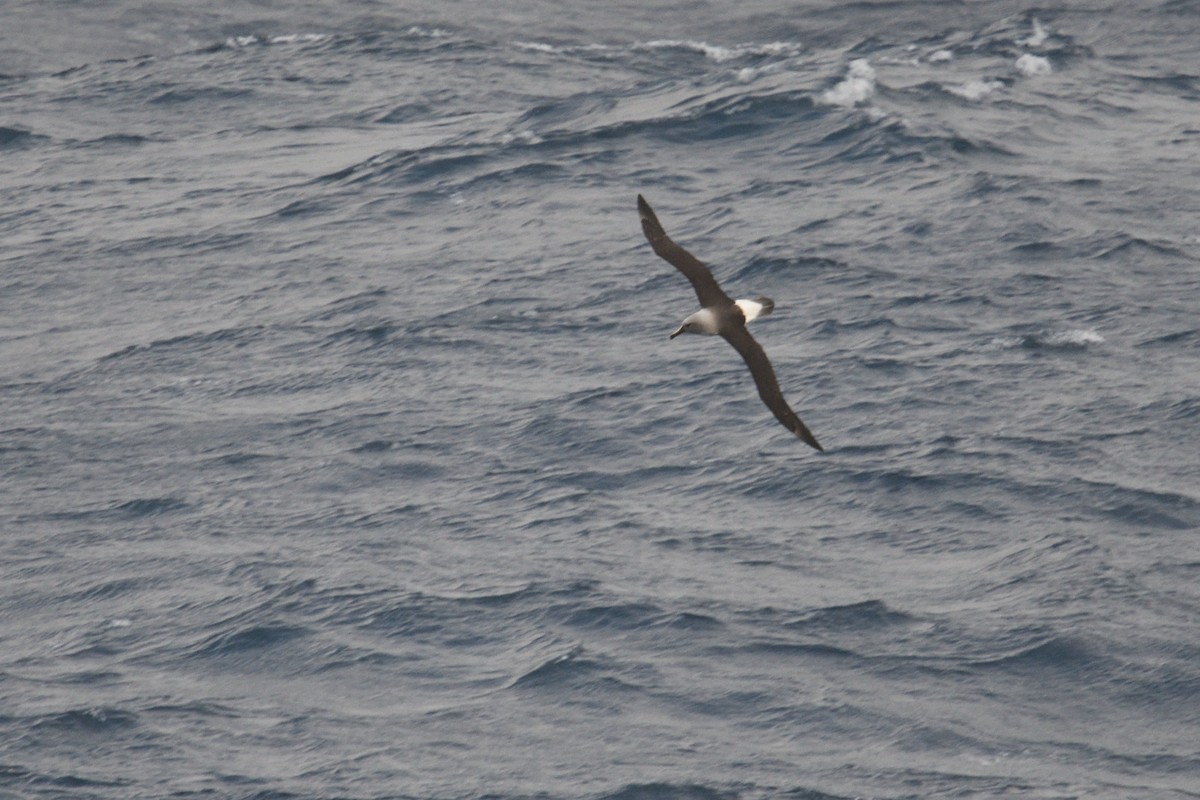 Boz Başlı Albatros - ML646339999