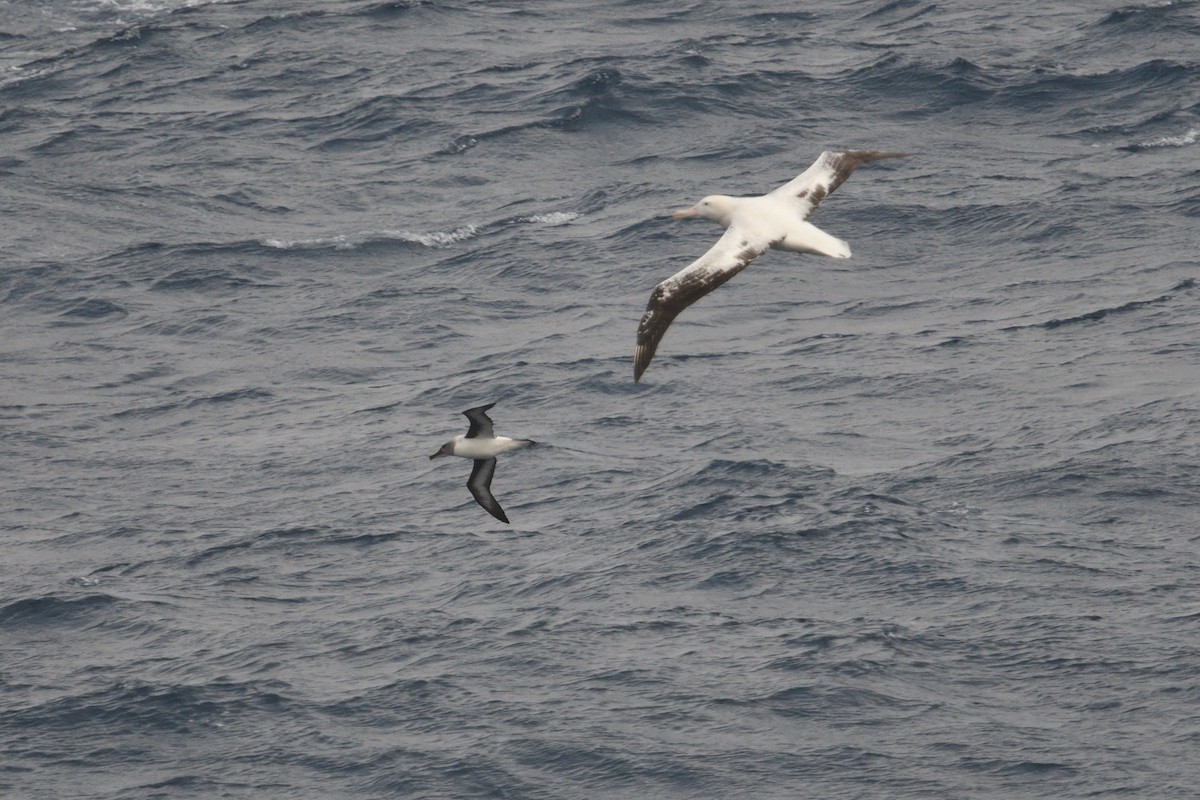 Boz Başlı Albatros - ML646340000