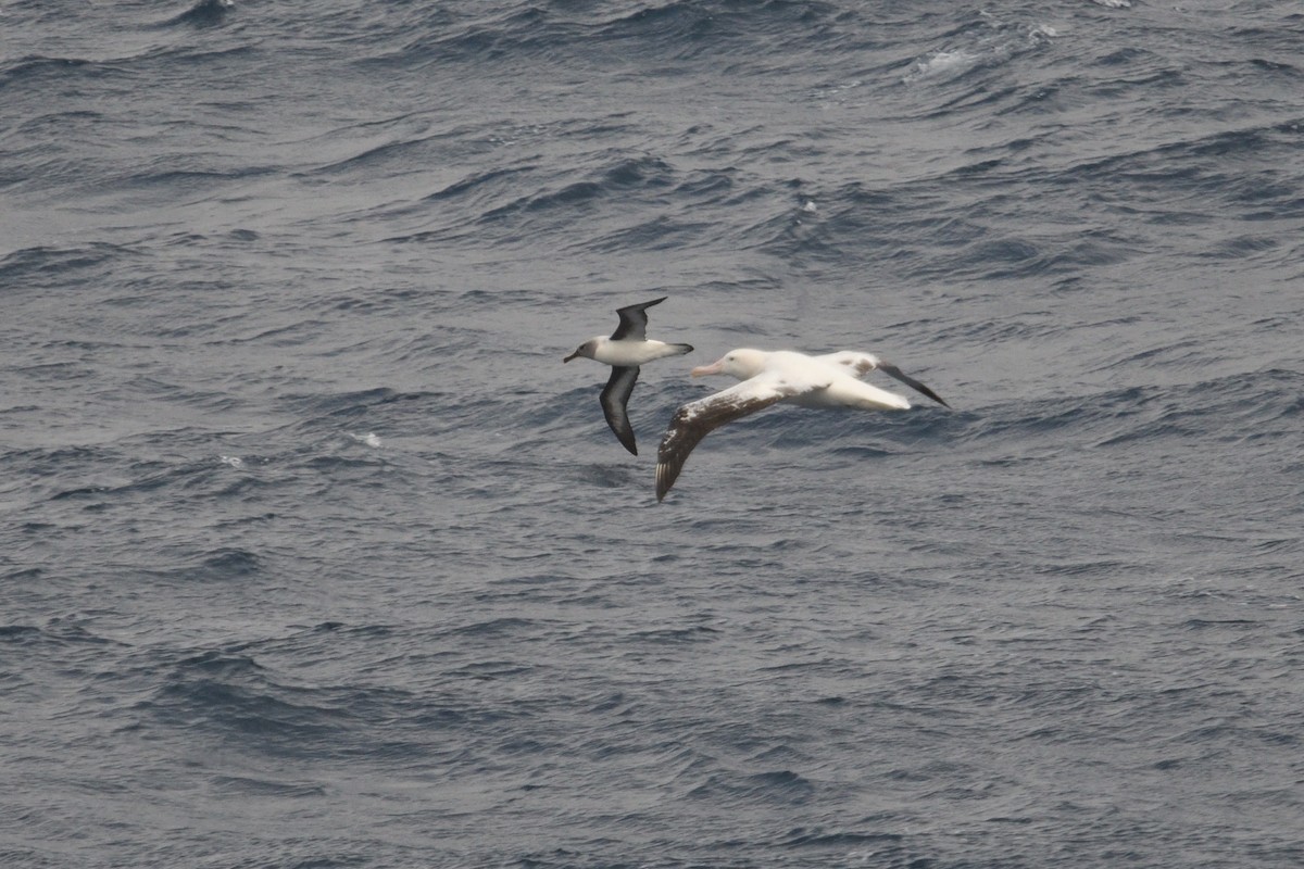 Boz Başlı Albatros - ML646340001